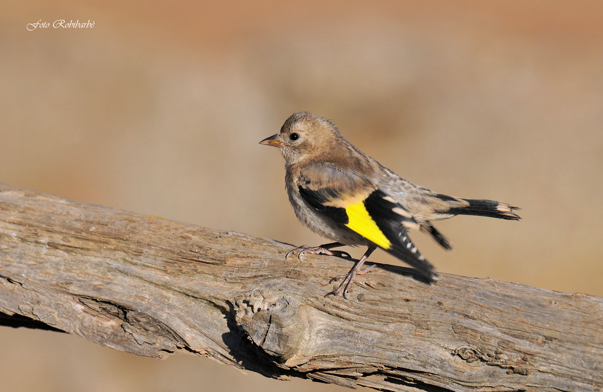 A young fibrillating ...