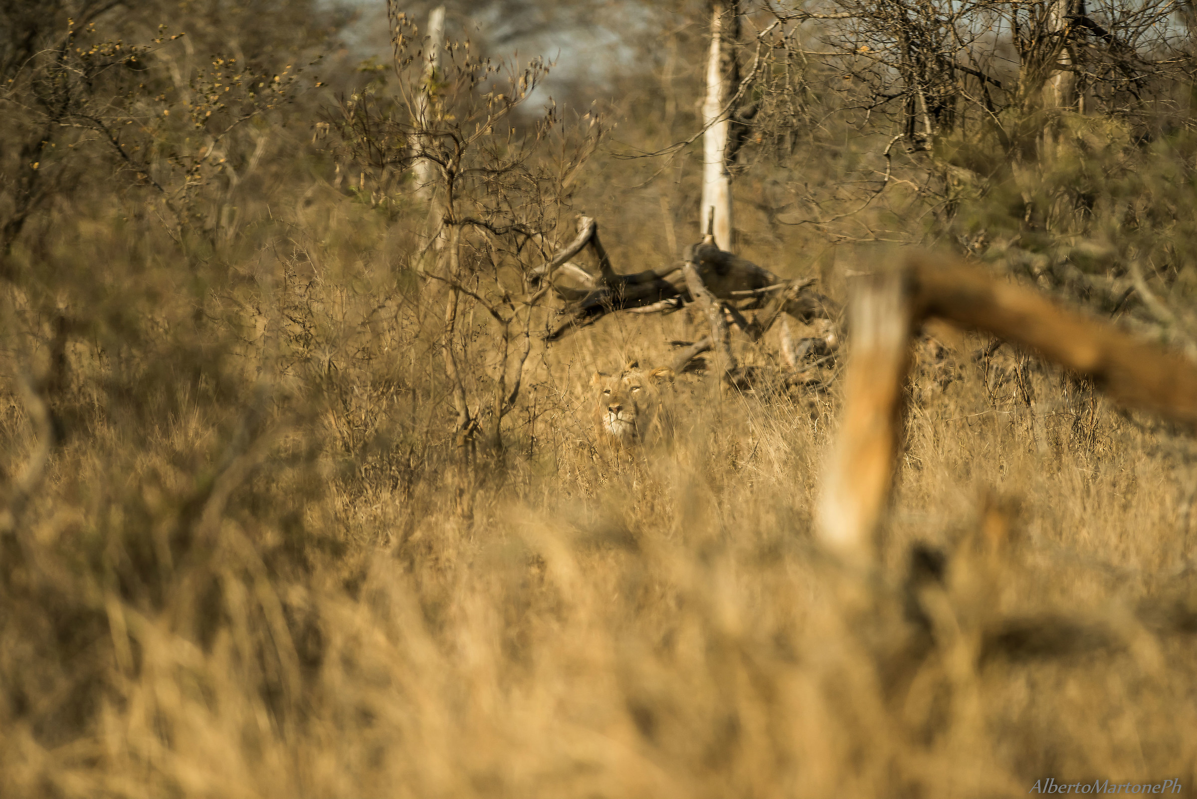 Arbusti e stecchi...........ma con la sorpresa.........