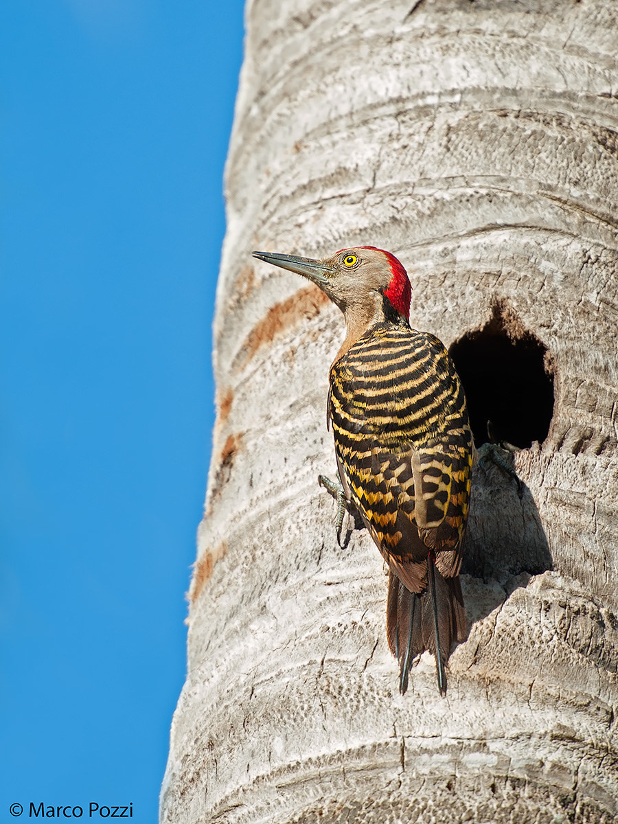 Hispaniolan Woodpecker