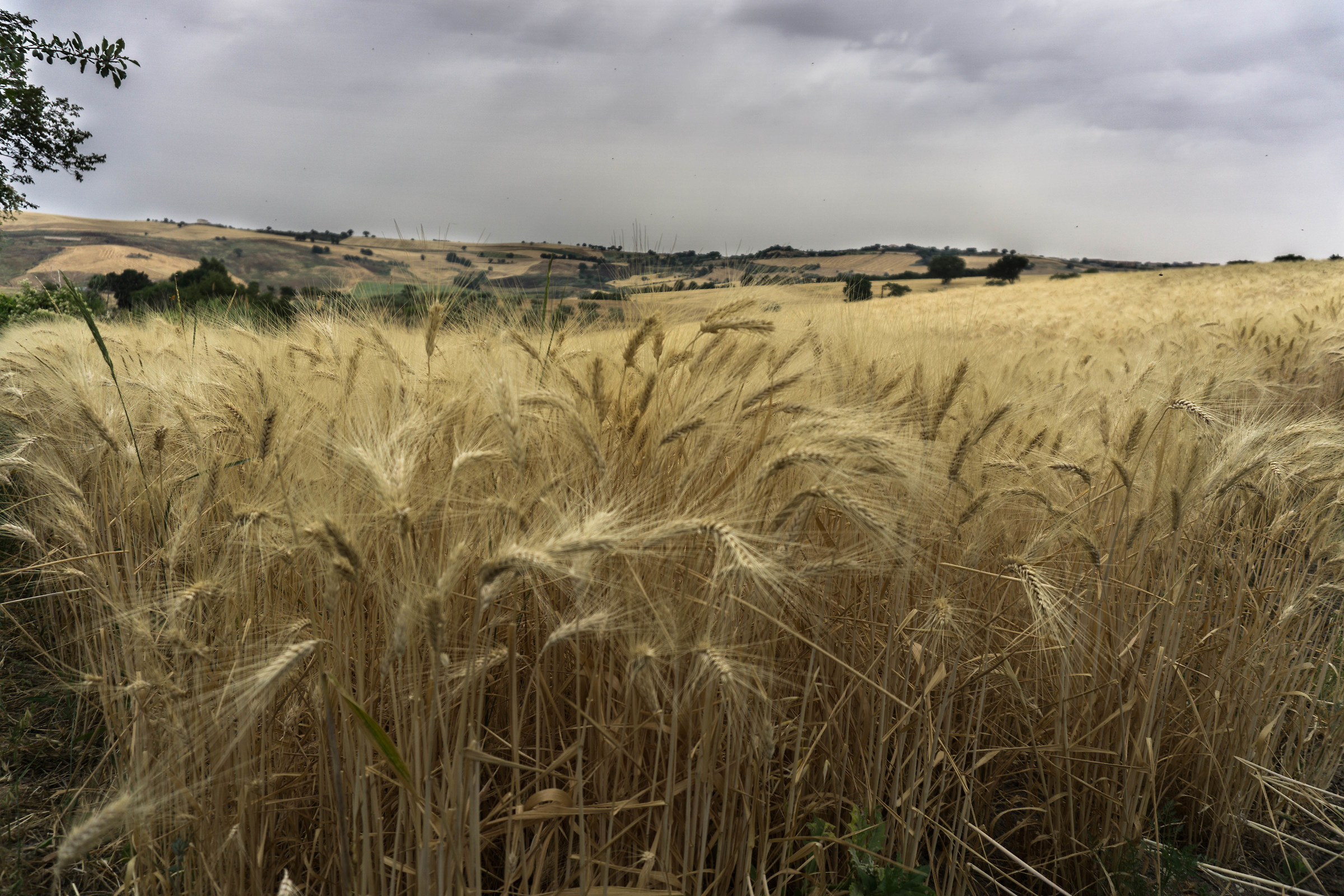 Grano...un mese dopo!!