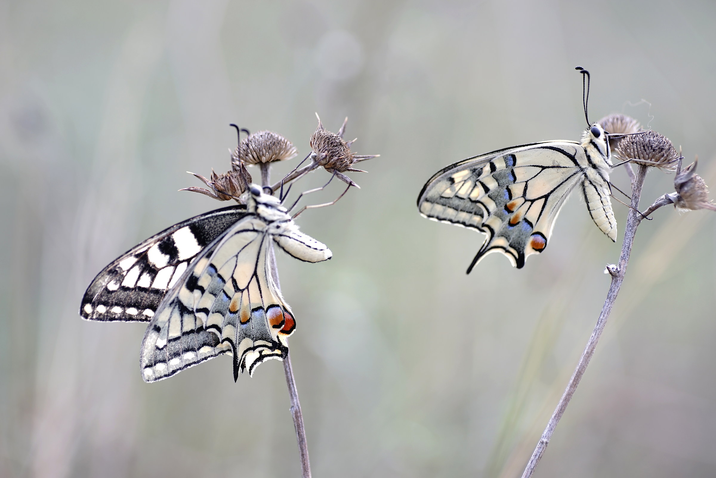 Papilio machaon