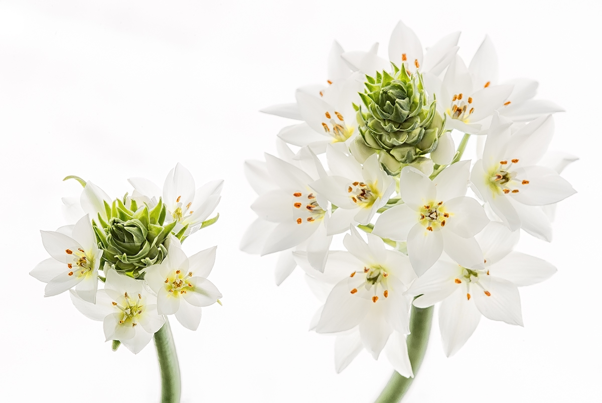 Gli stami dell'ornitogallo