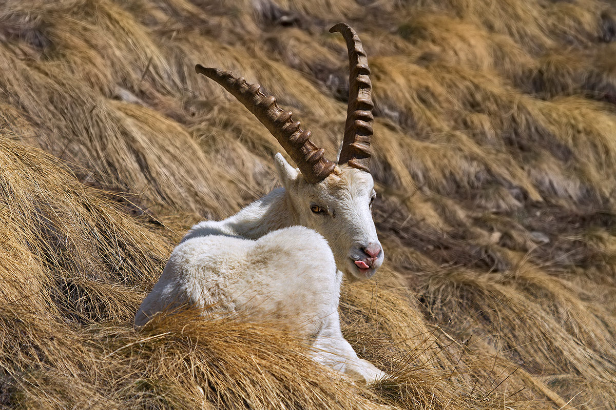 ruminate pale and thoughtful ...