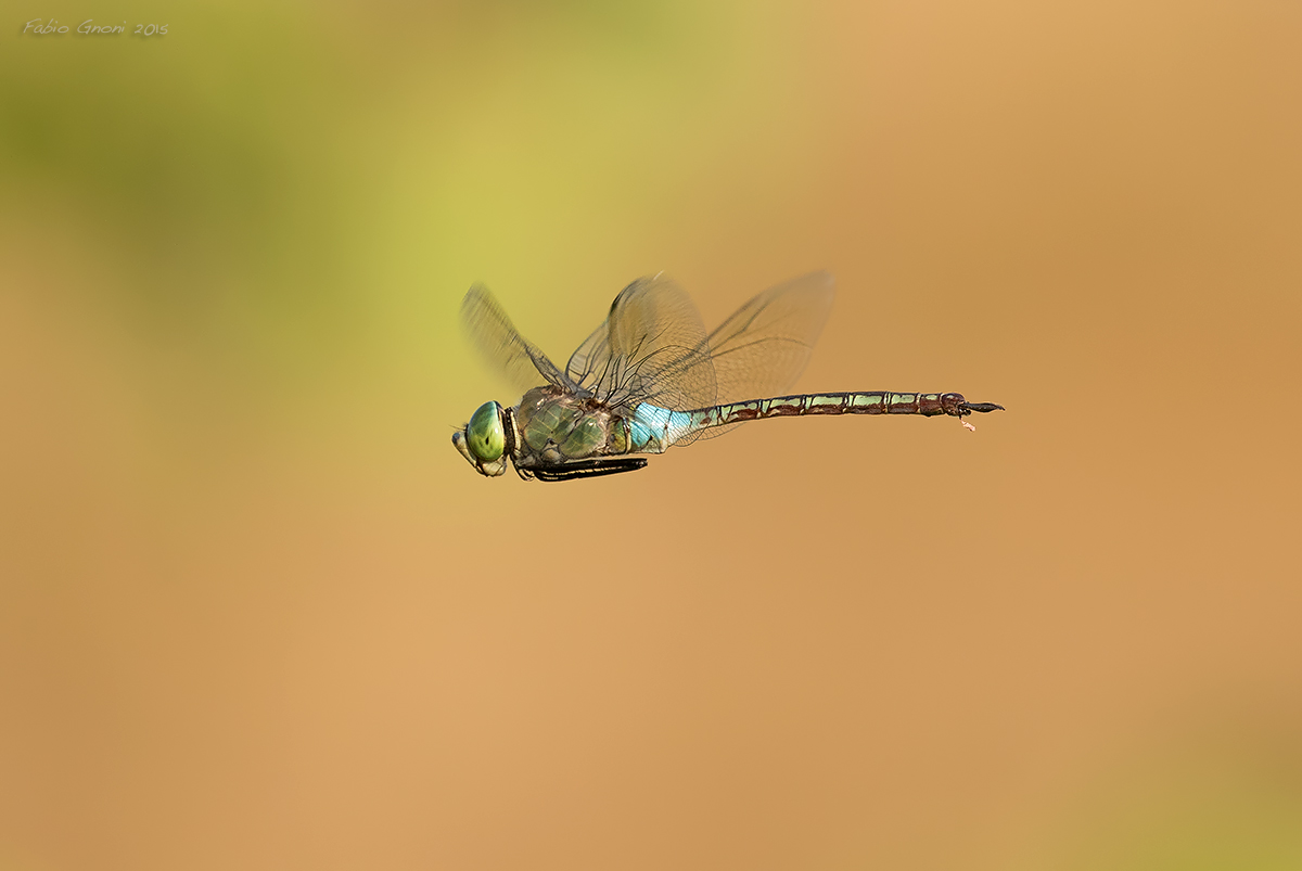 Anax male parthenope