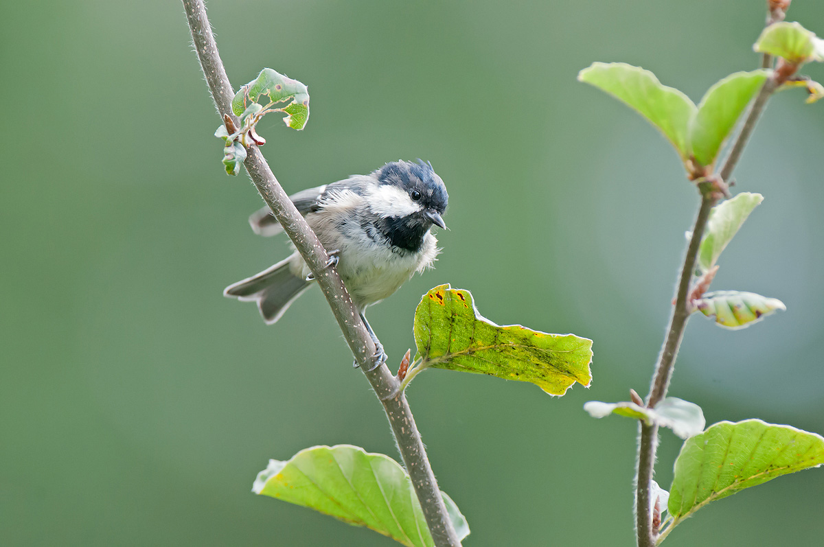Coal Tit