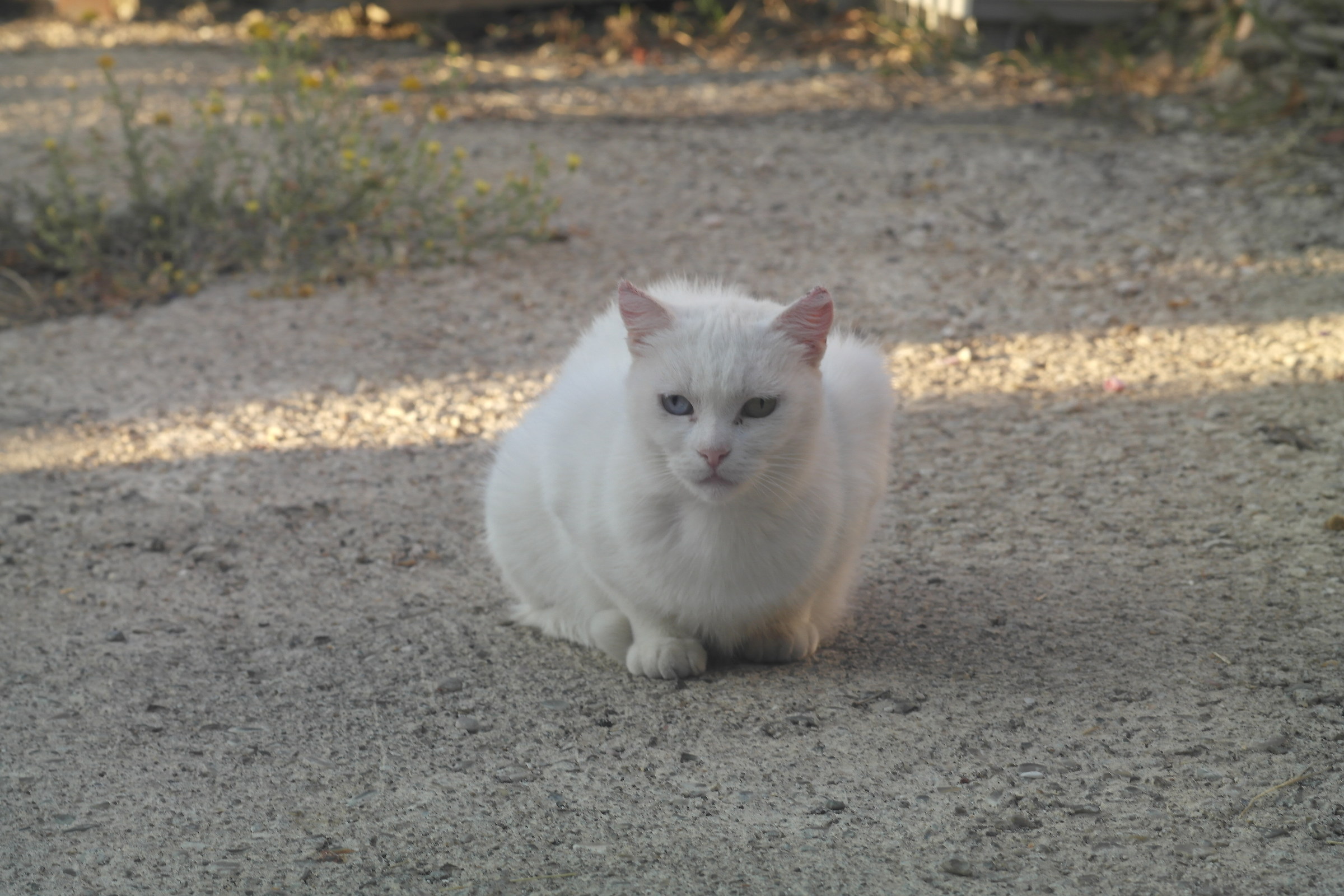 latte il gatto di famiglia