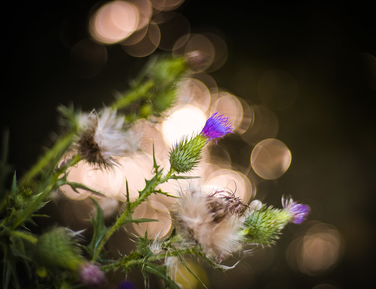 bokeh nikon 50 to 1.8