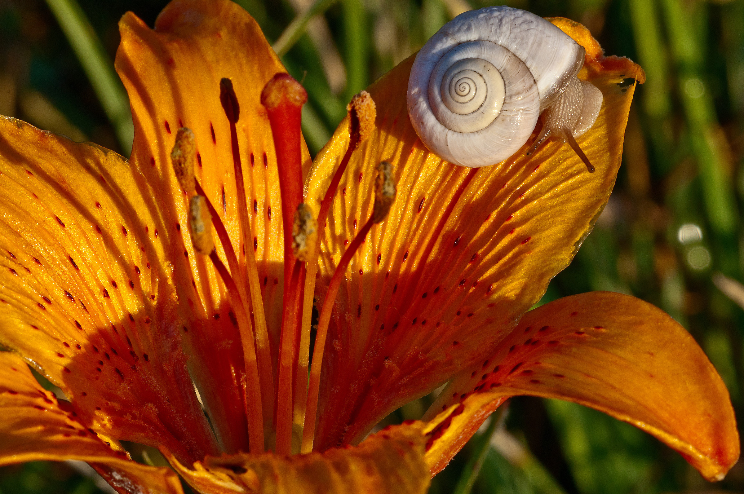 Snail on Lily