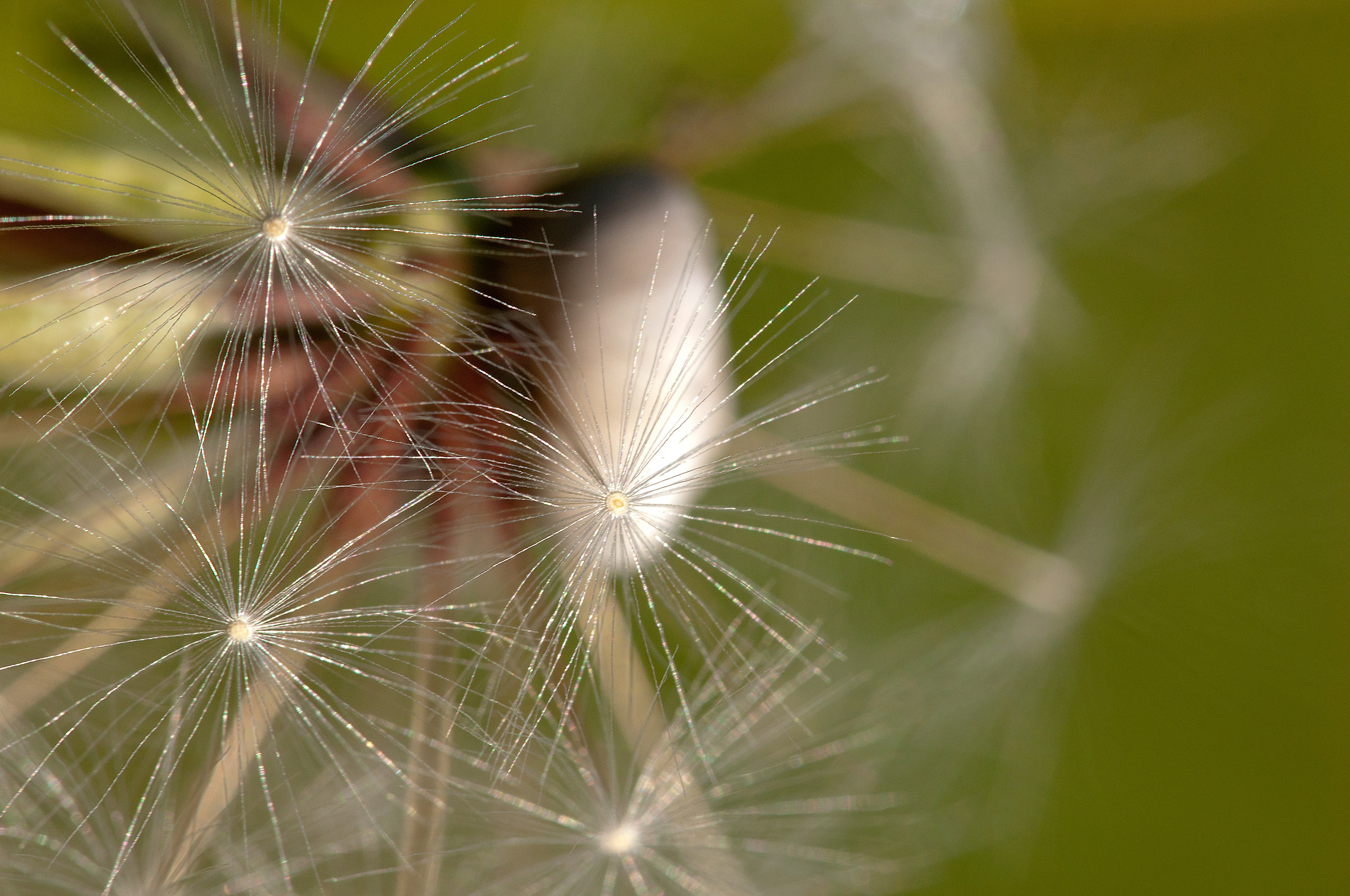Dandelion