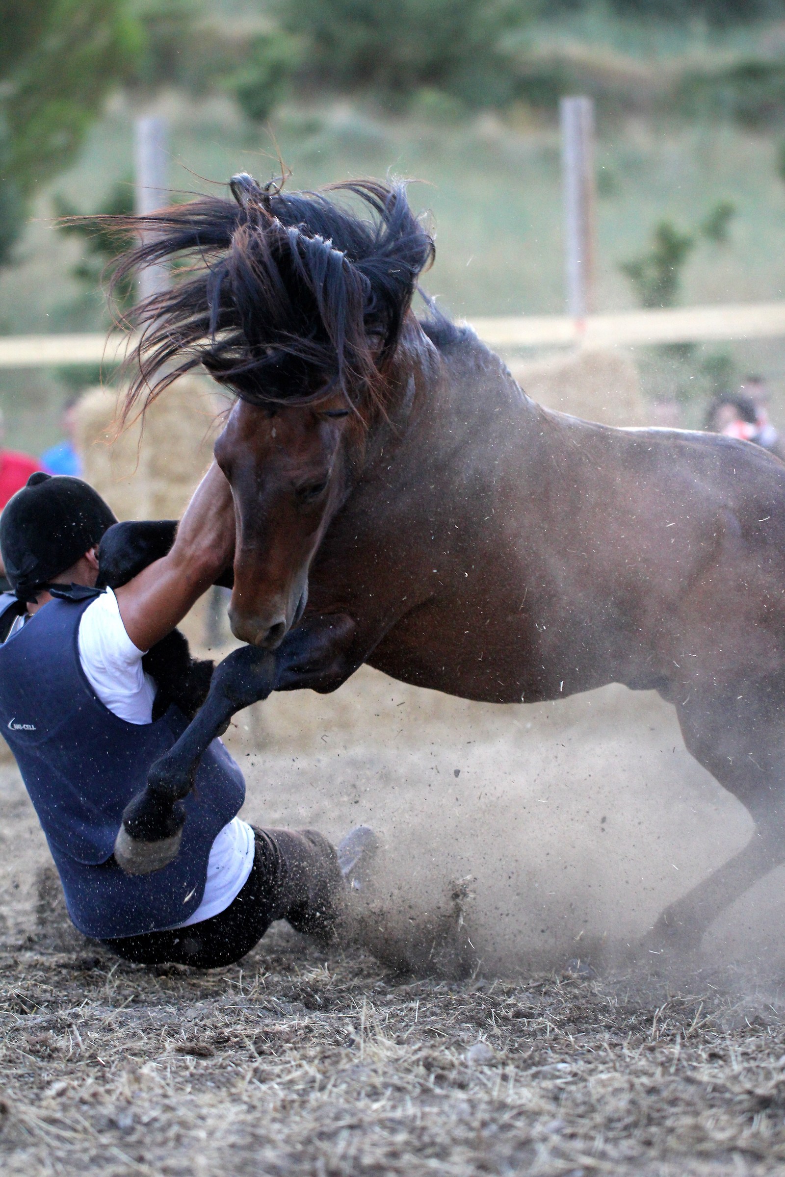 Sardegna Genoni Rodeo con i cavallini della Giara