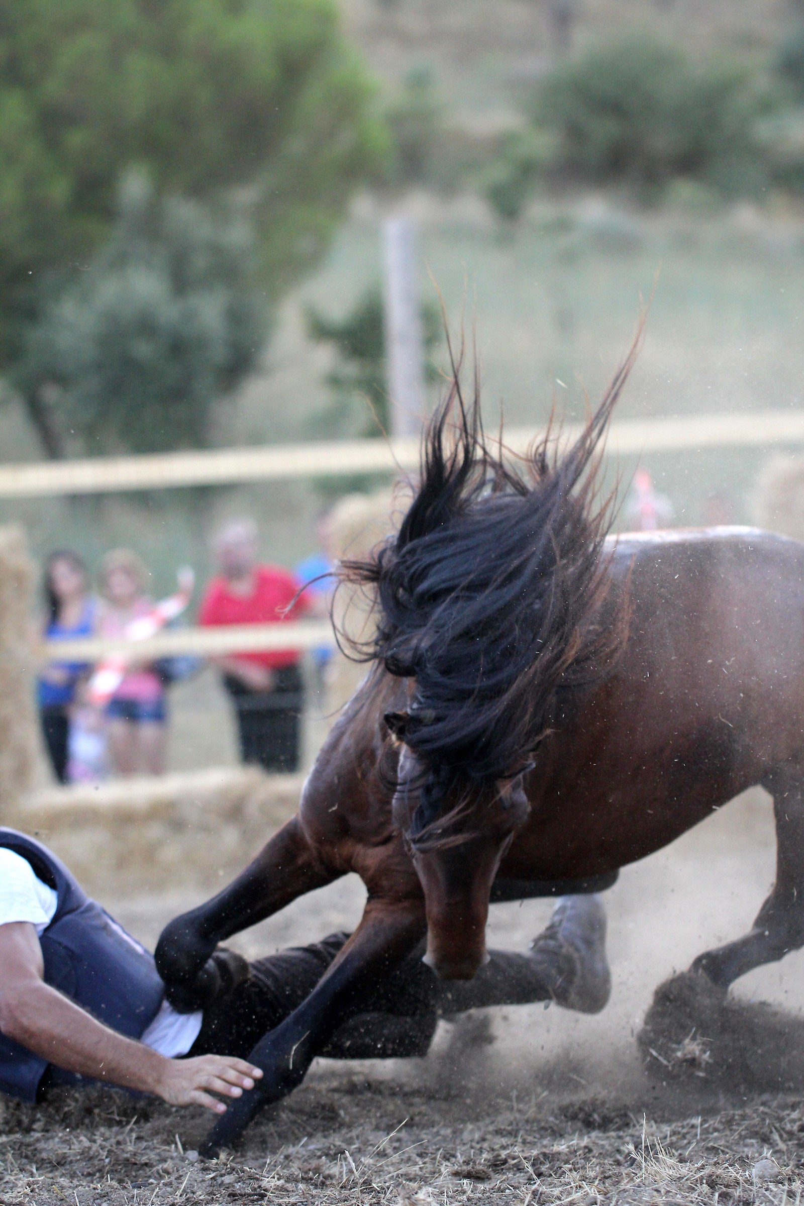 Sardegna Genoni rodeo con i cavallini della giara