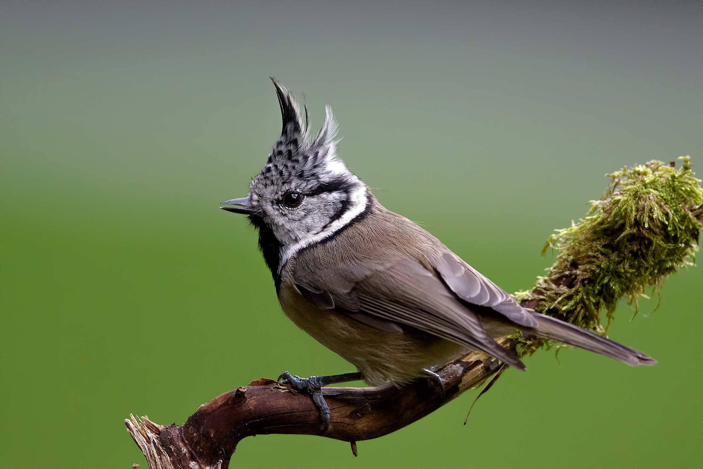 Crested tit