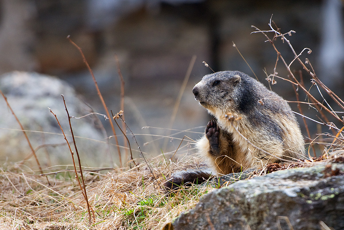 spinster ... the marmot