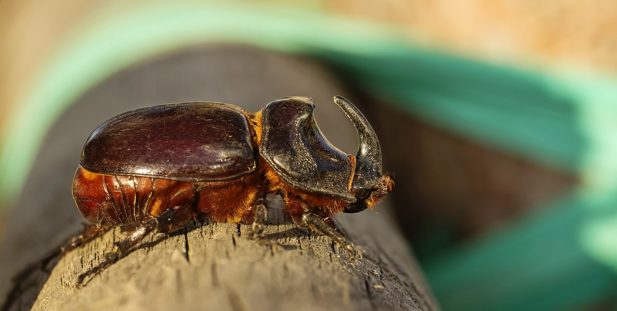 Rhinoceros beetle