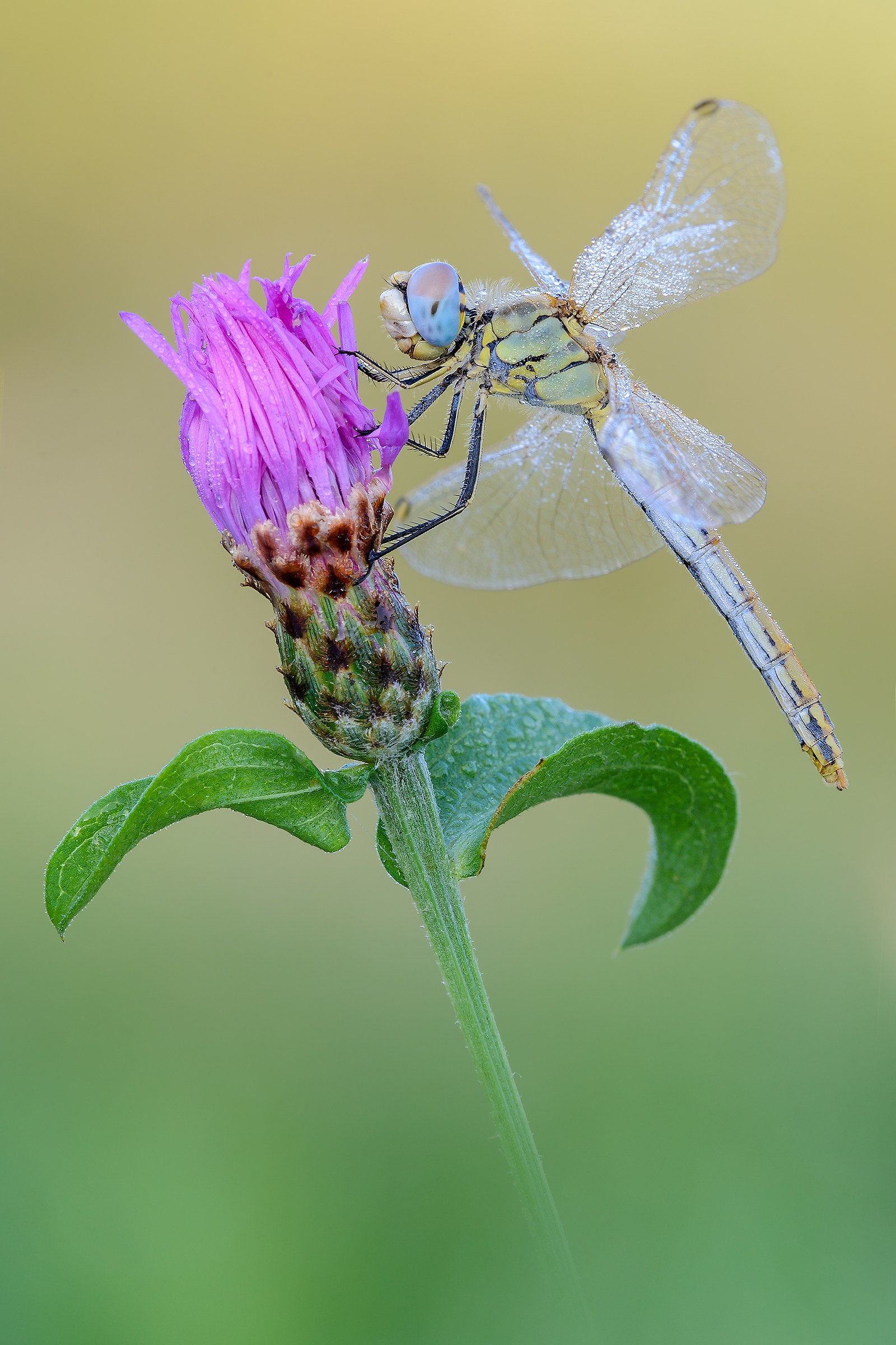 Sympetrum fonscolombii
