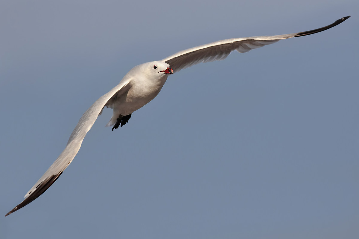 The long wings of gull
