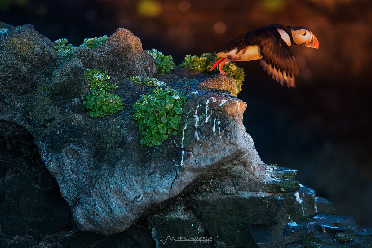 Storie da Latrabjarg, Capitolo secondo