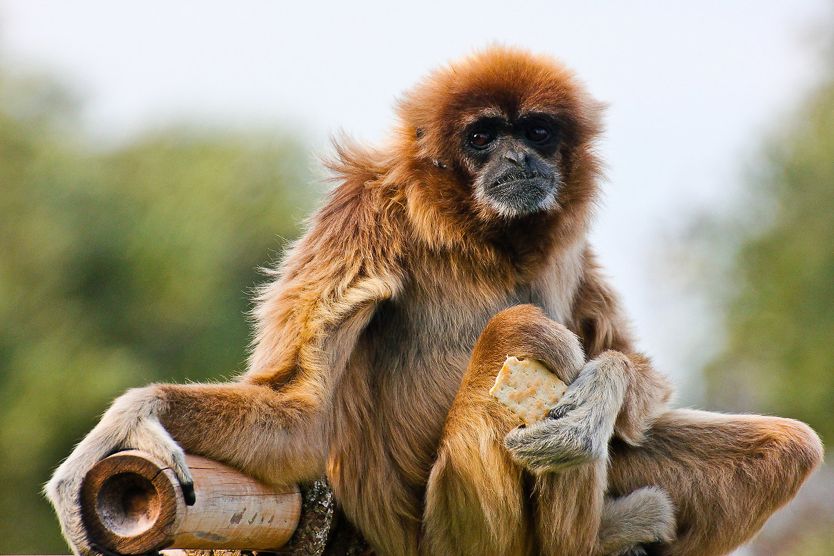 Toglietemi tutto, ma non il mio cracker