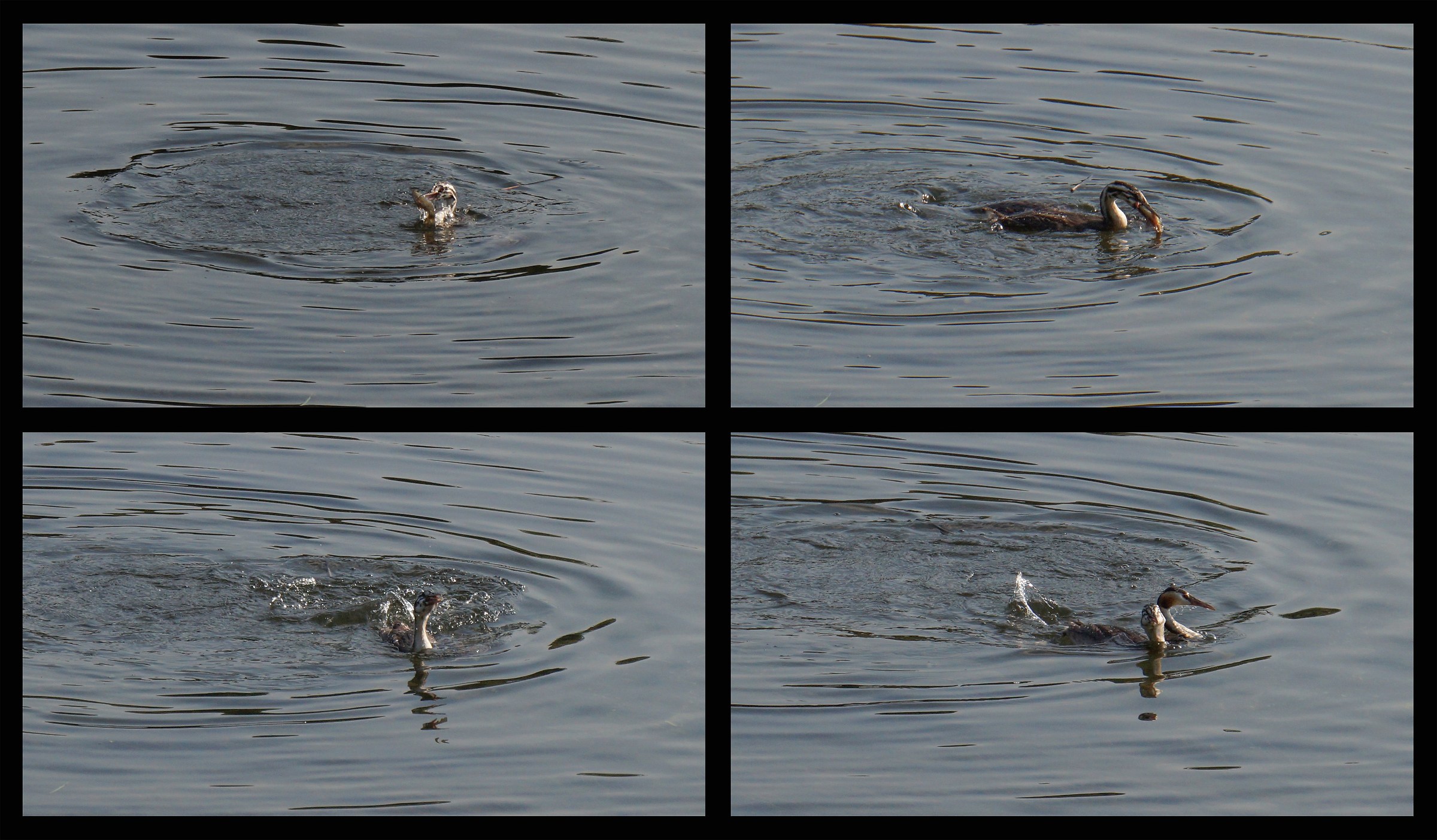 Chick catching a fish