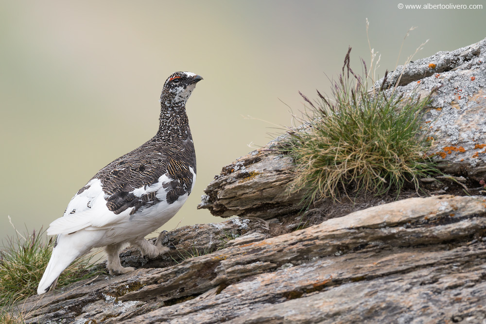 Rock ptarmigan