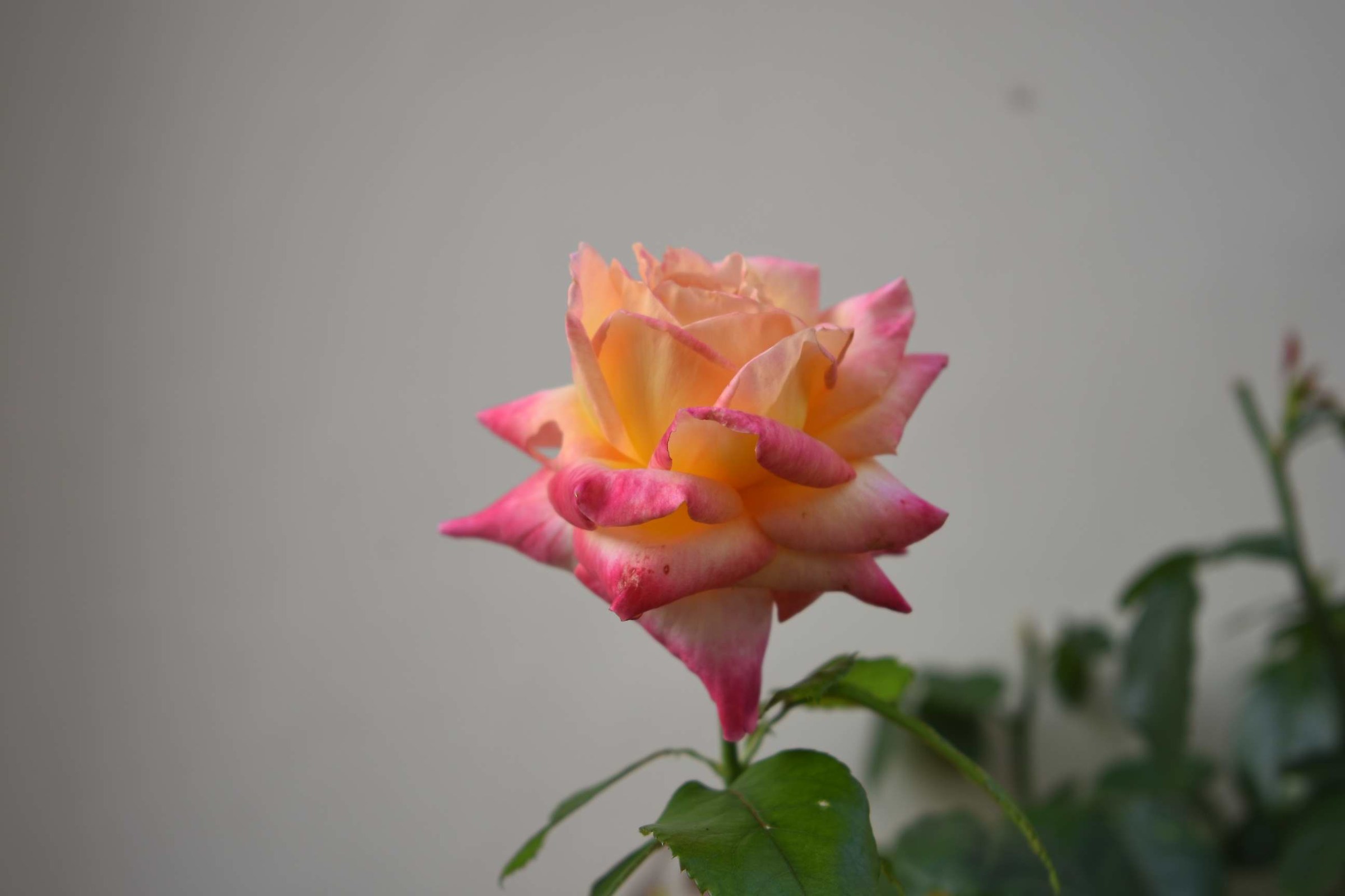 Rosa