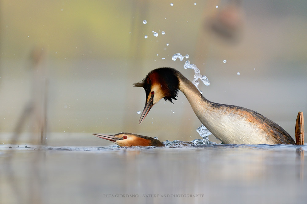 Great Crested Grebe - Great crested grebe