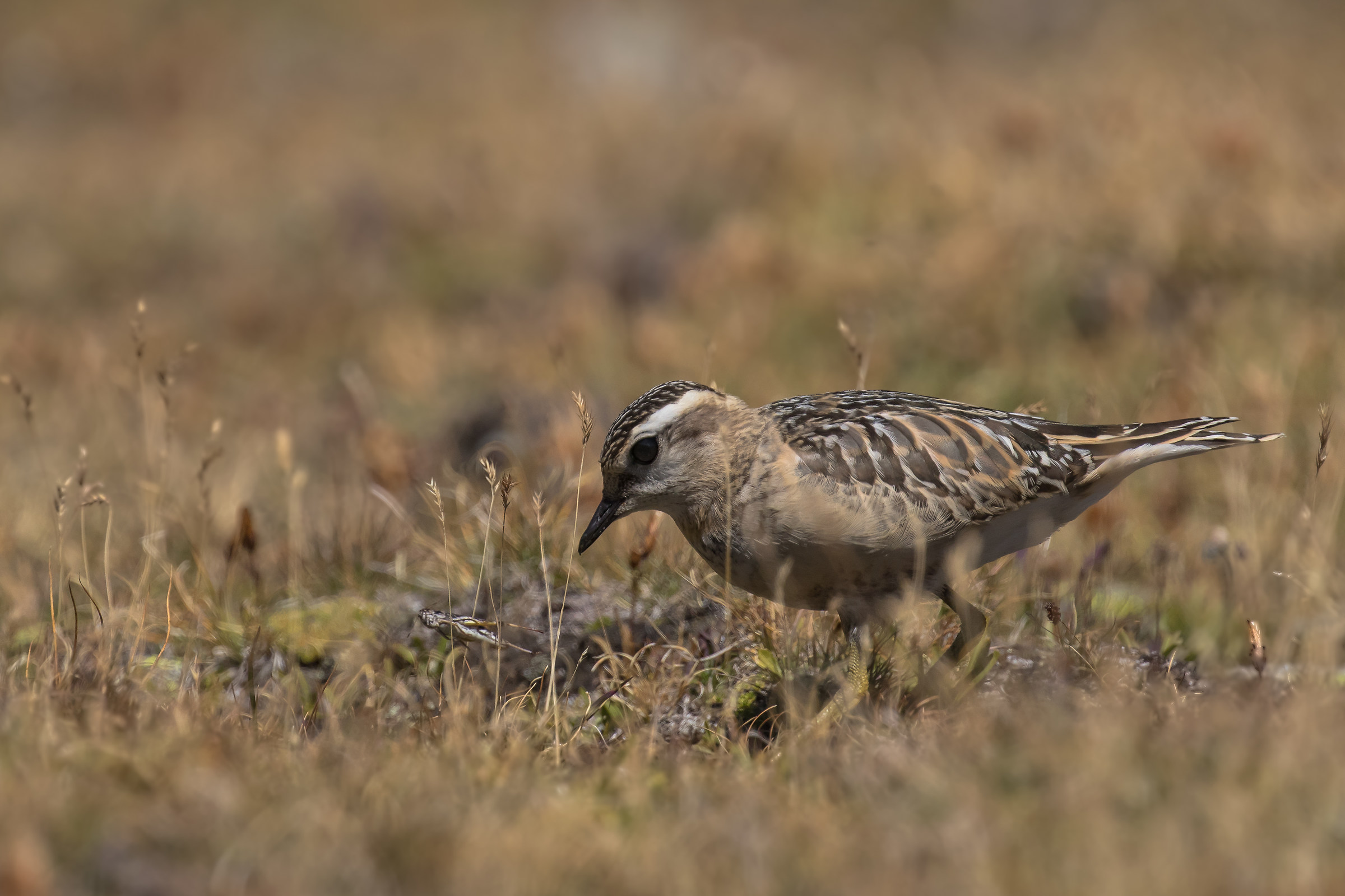 Scappa! Piviere in arrivo...