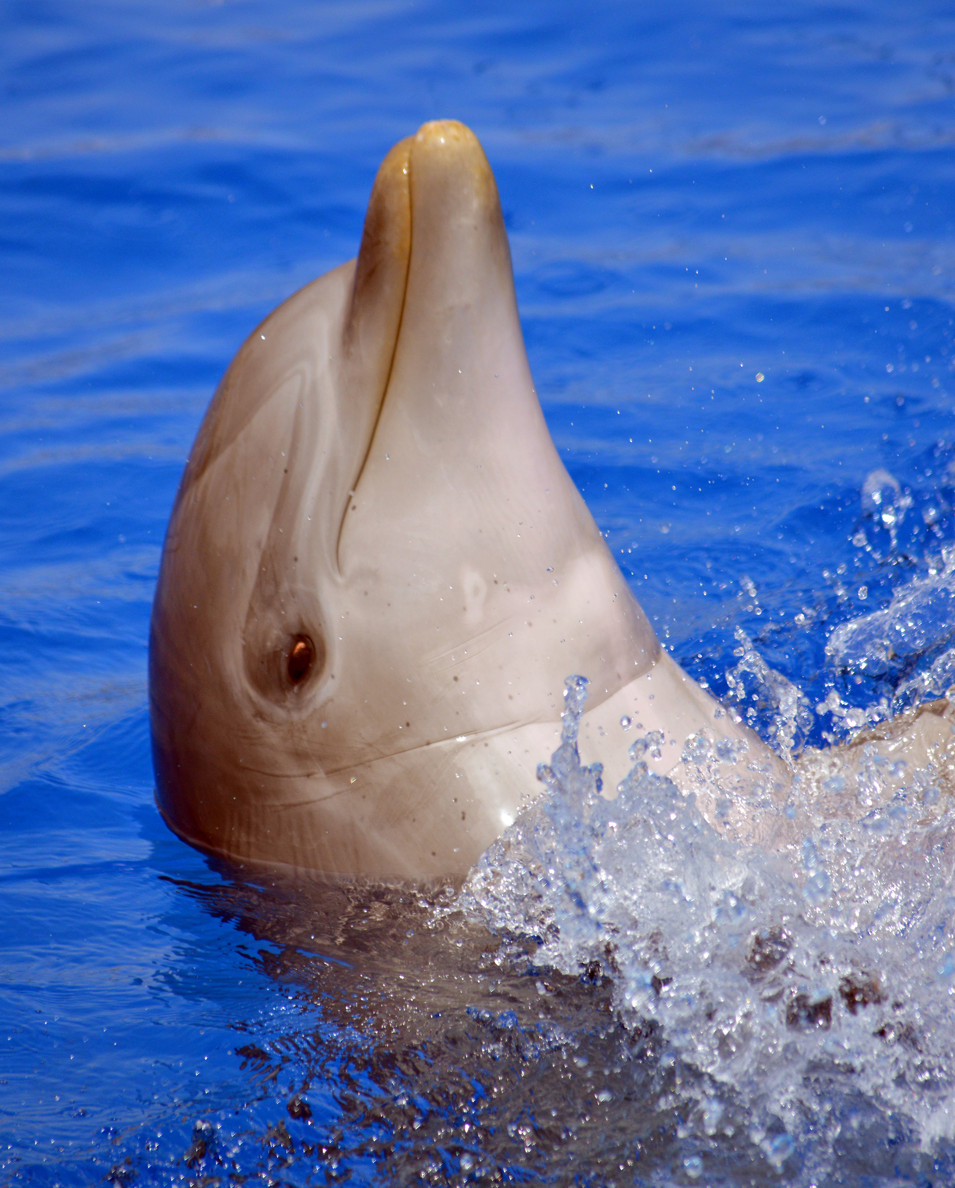 Dolphin
