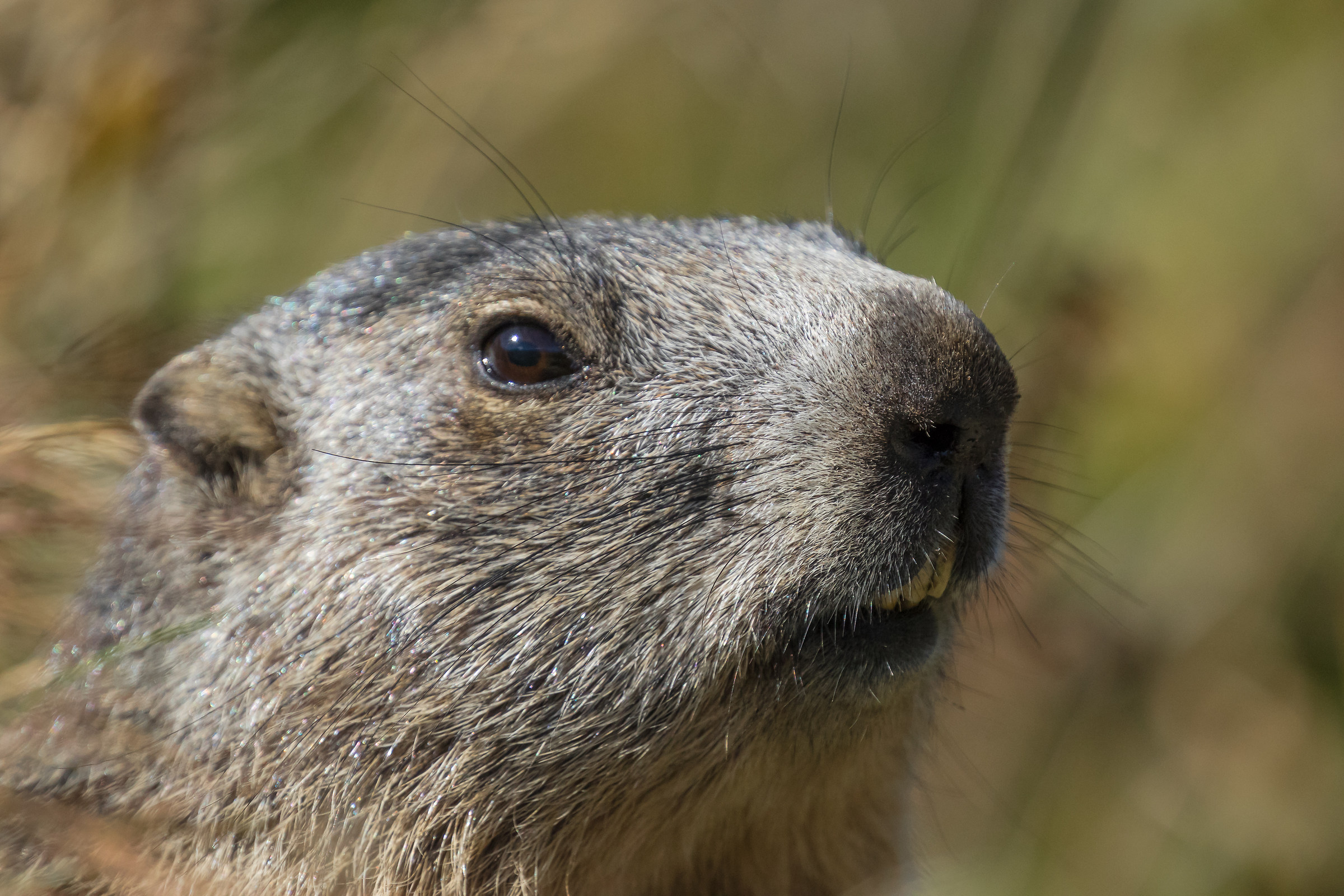 The marmot