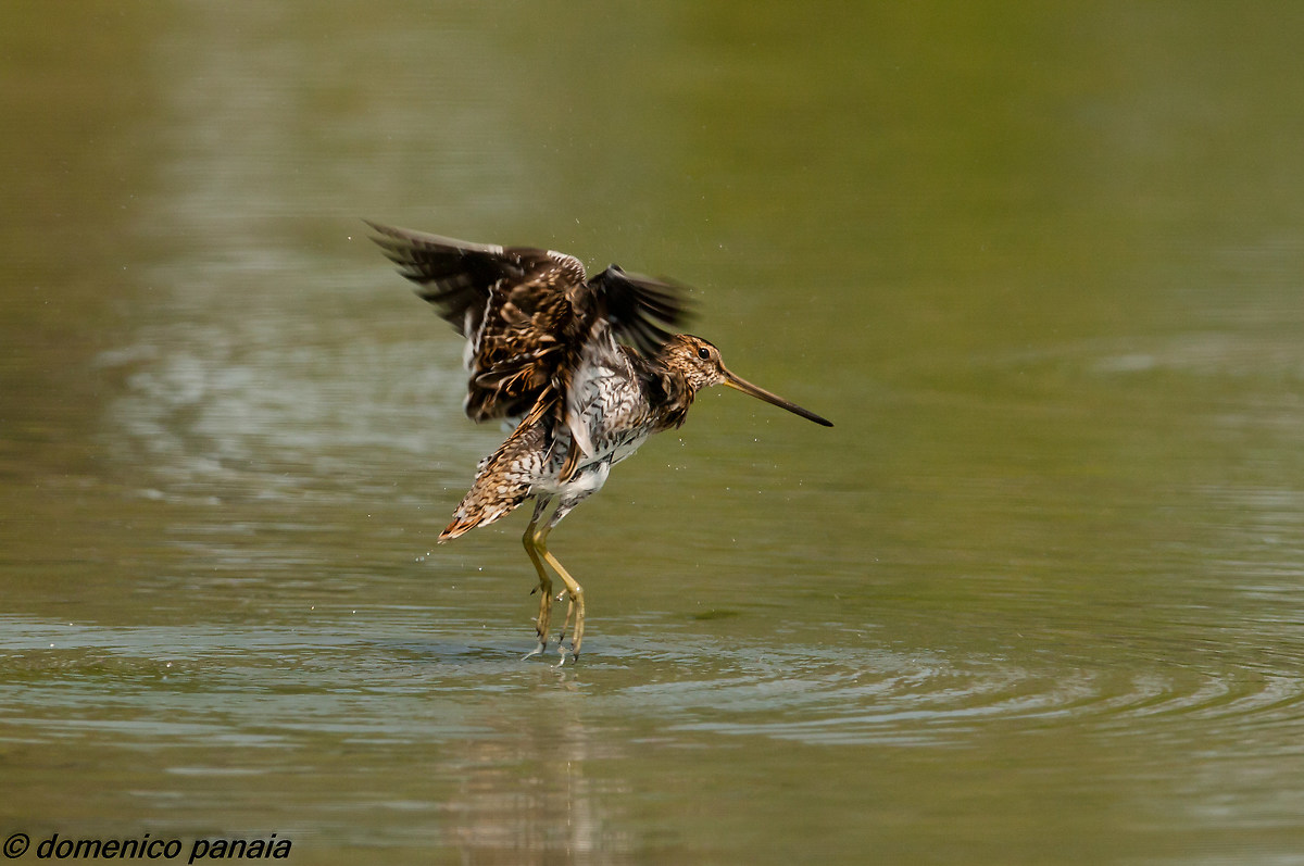 beccaccino in partenza