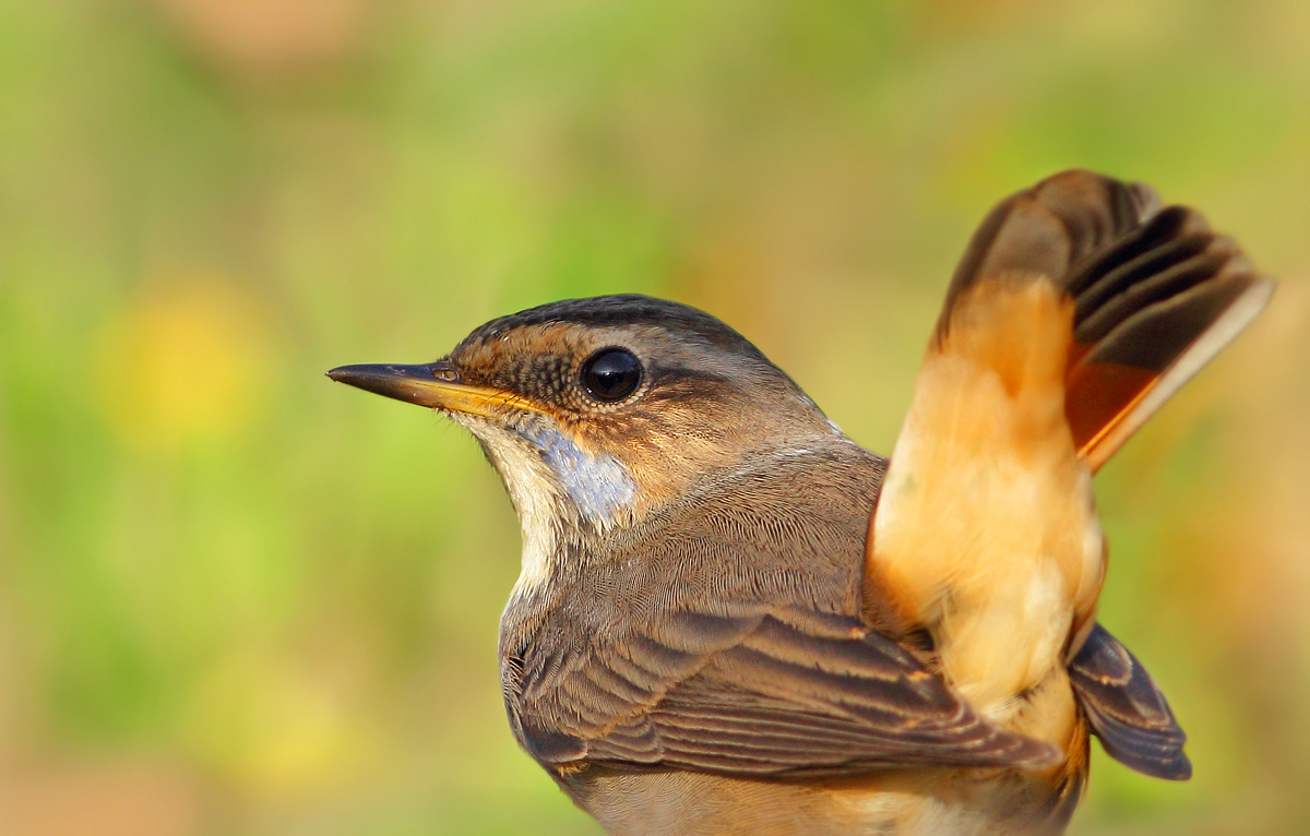 Bluethroat