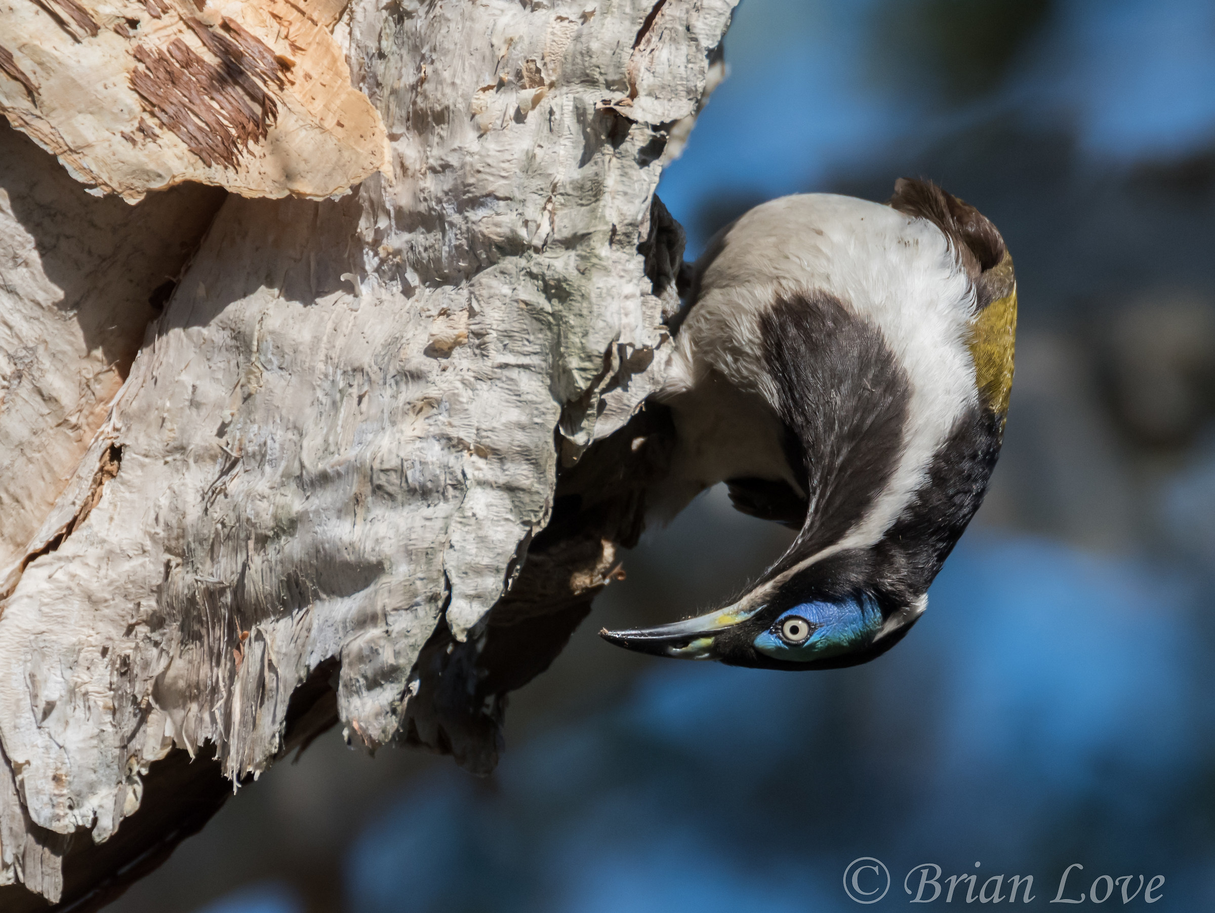 Blue-faced Honeyeater - Entomyzon cyanotis