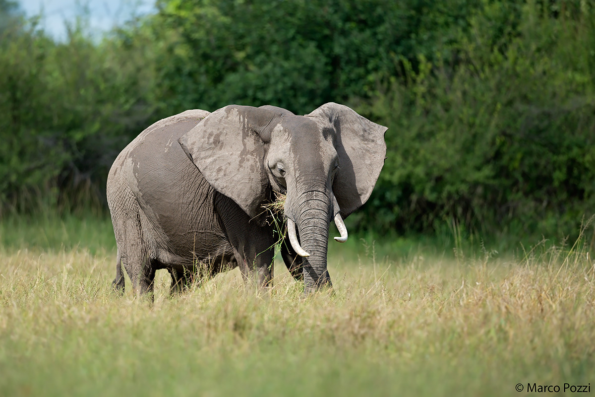 W elephants, long life to elephants