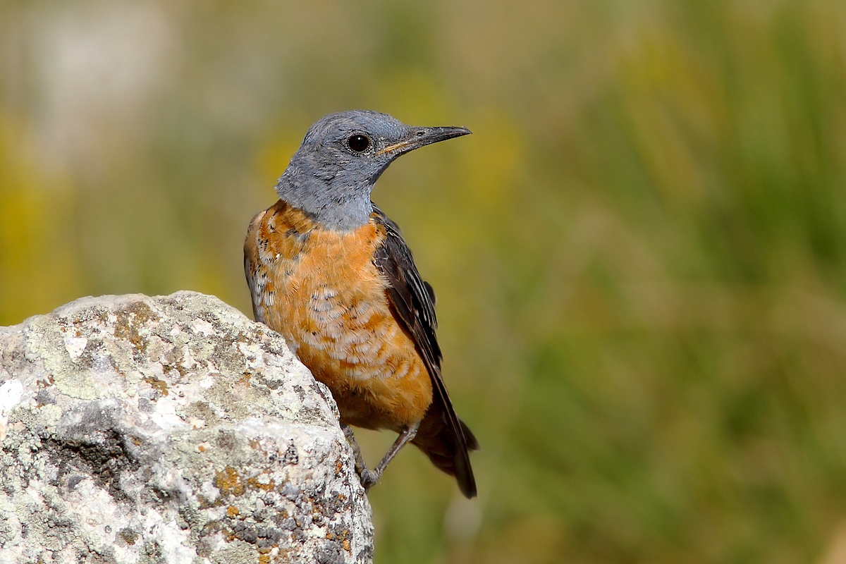 male redstart