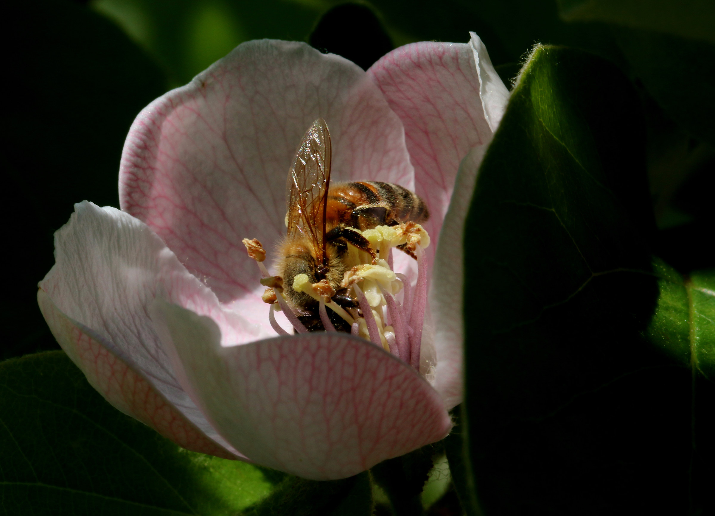 pollination