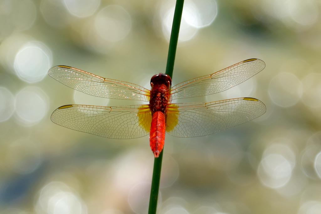 Libellula