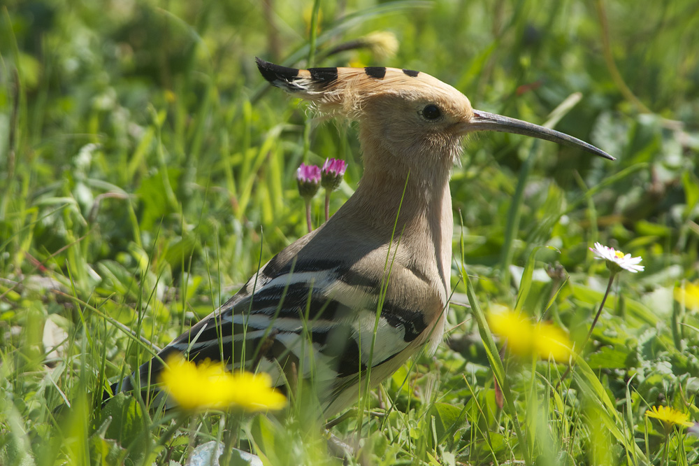 hoopoe spring