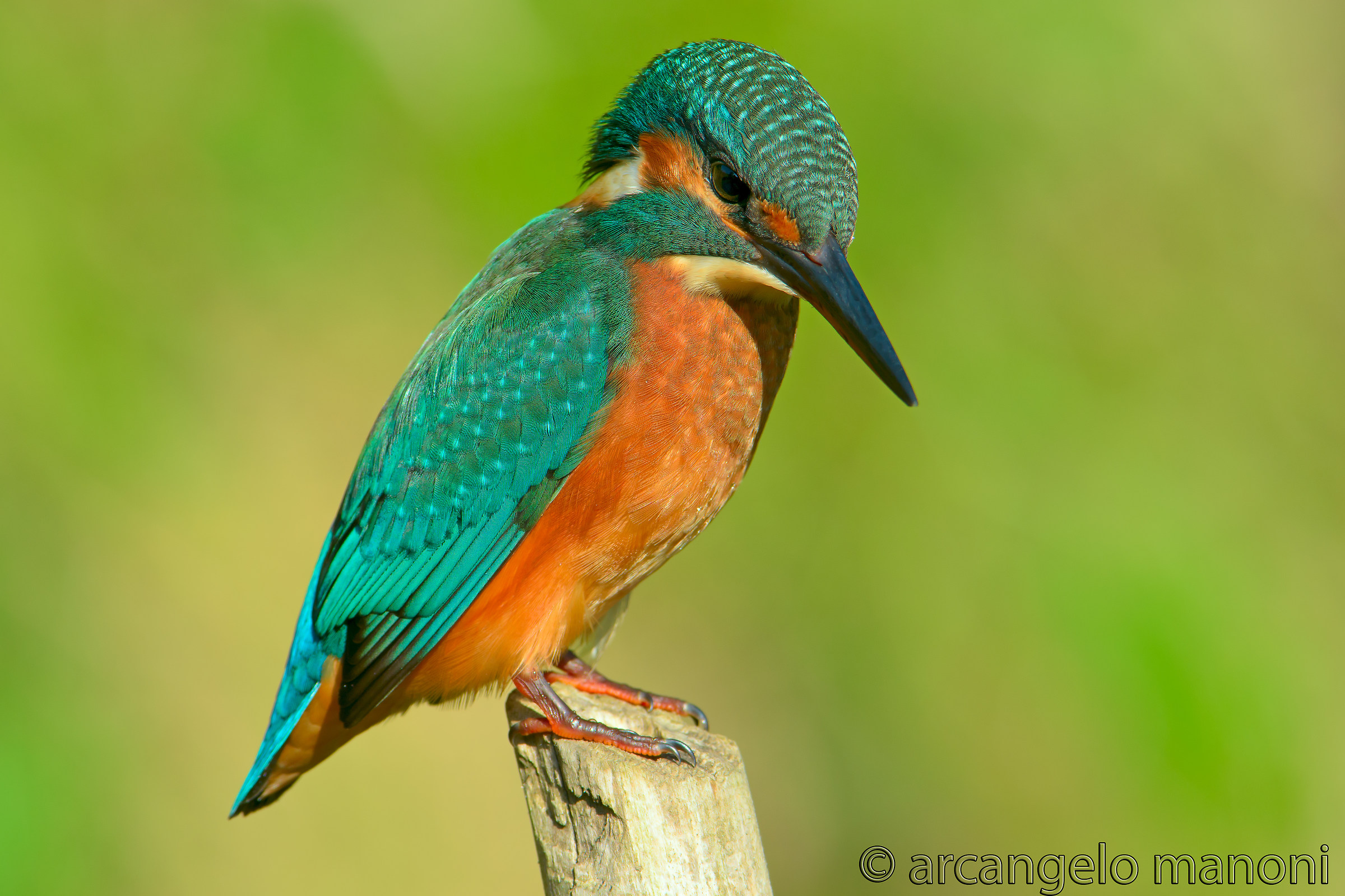 Il mio amico martino