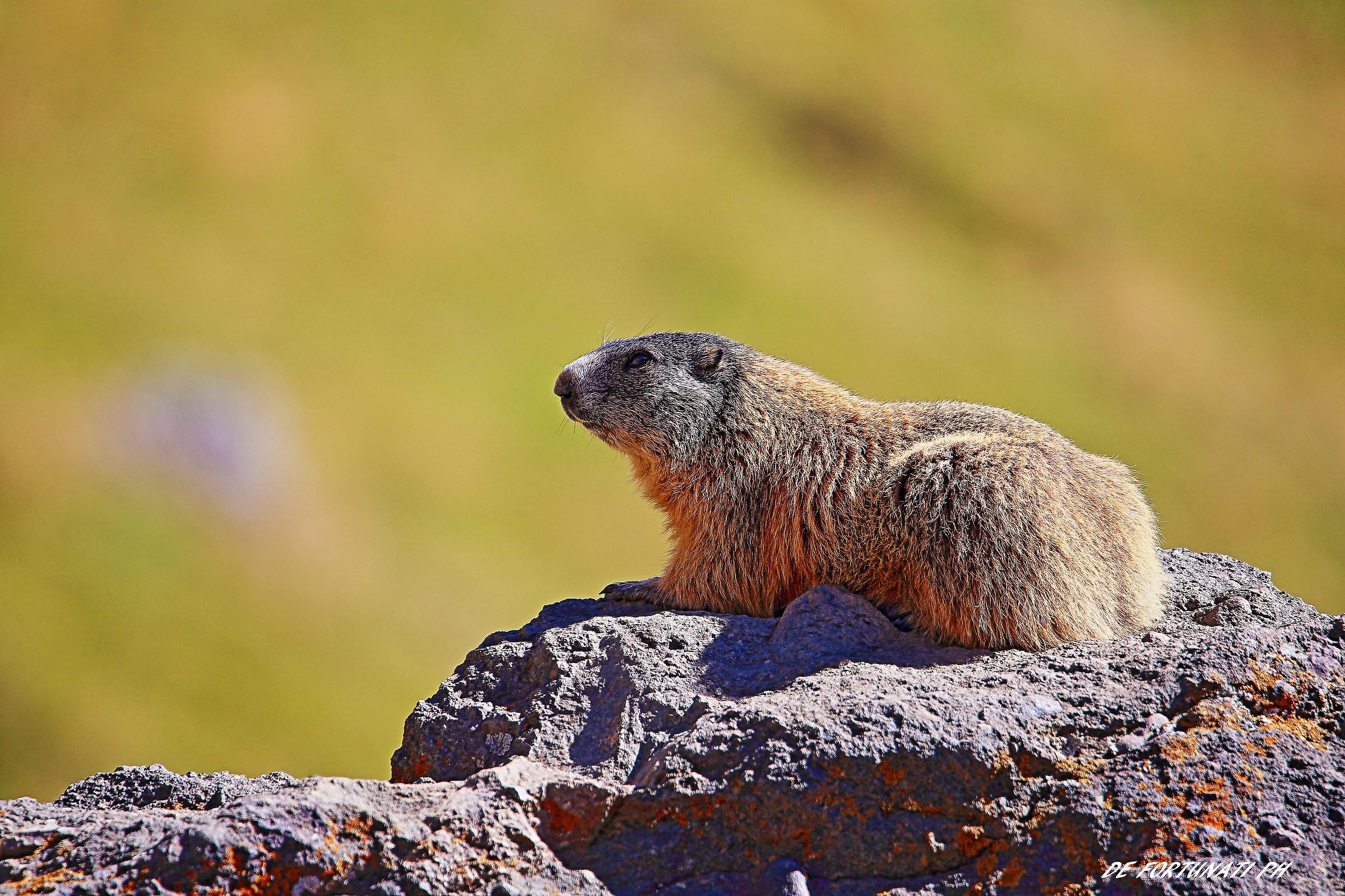 marmot