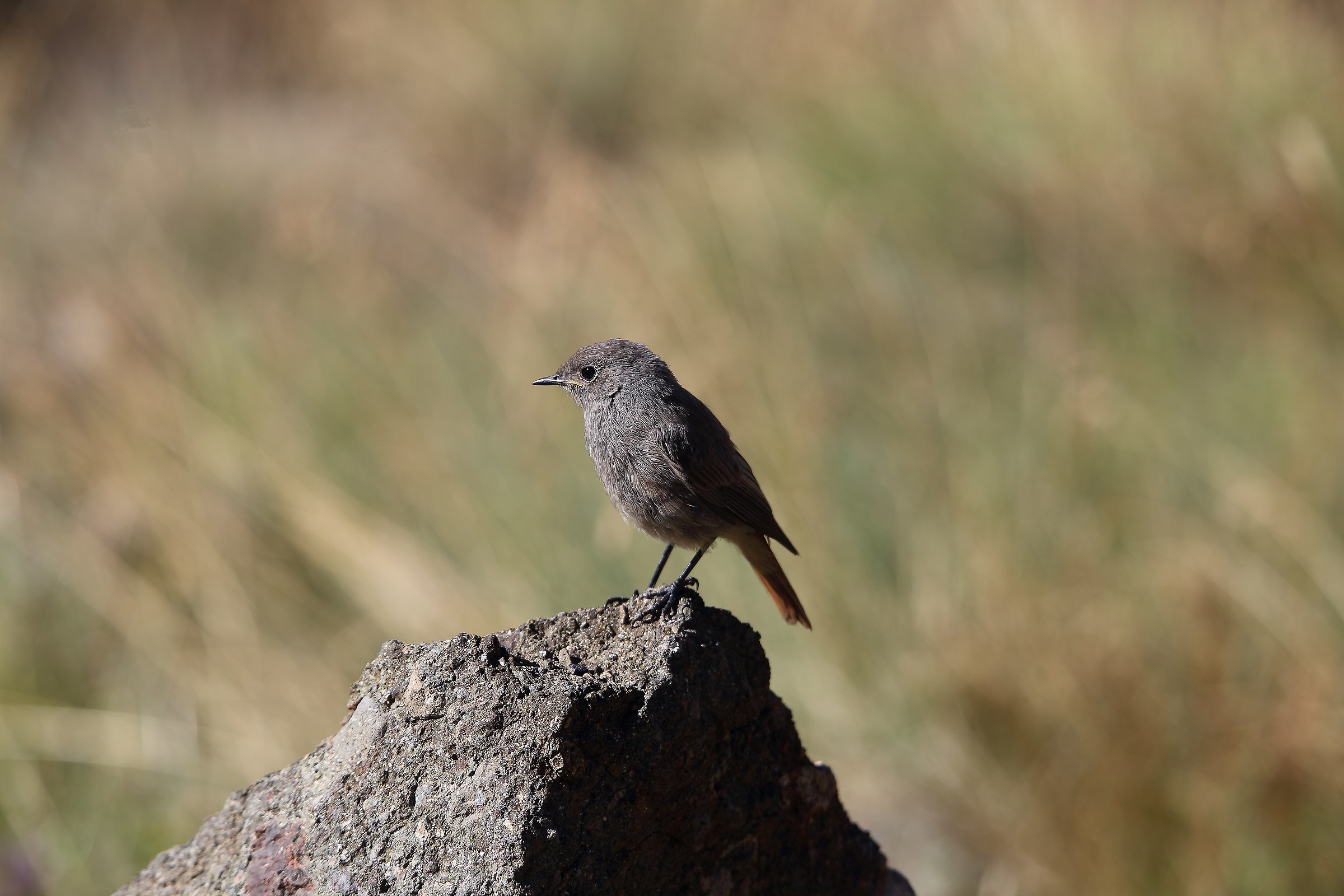 bird to step in front of the Palon marmolada