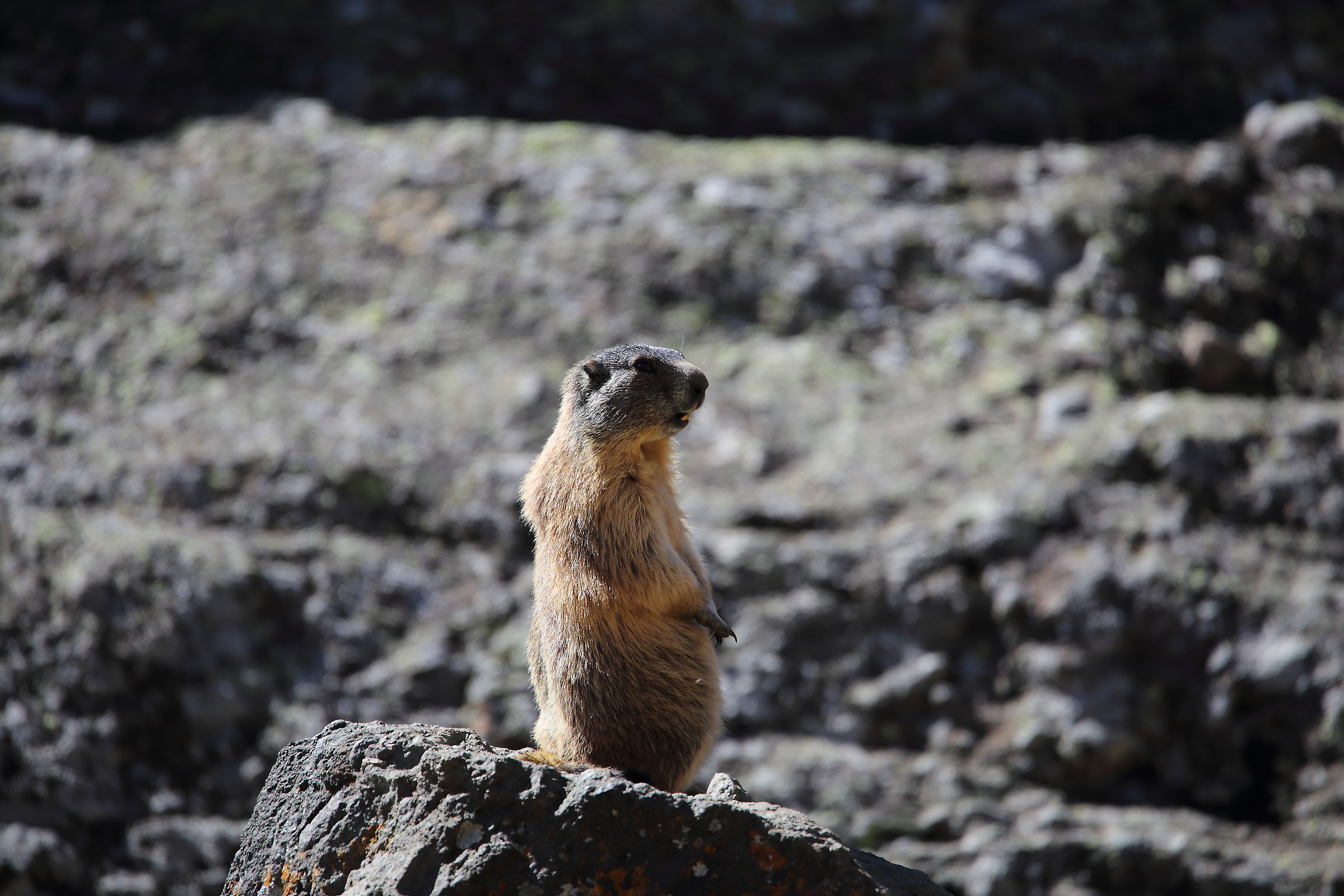 marmot under marmolada