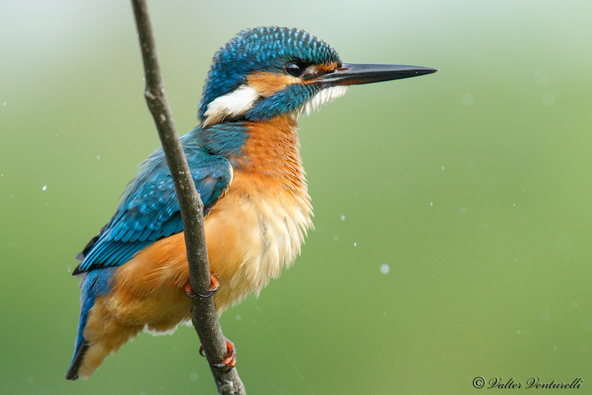 Kingfisher
