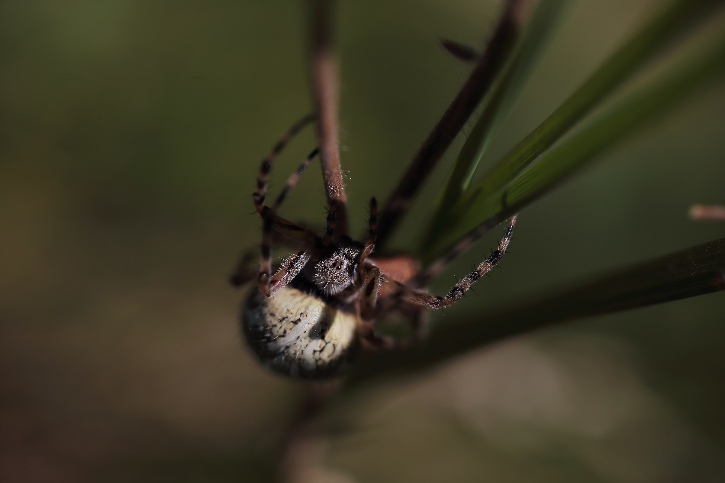 spider