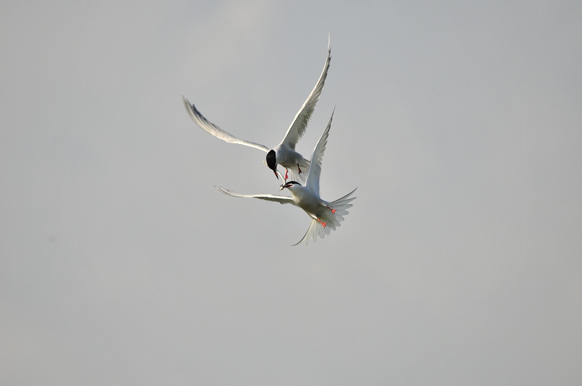 Common Tern in attack