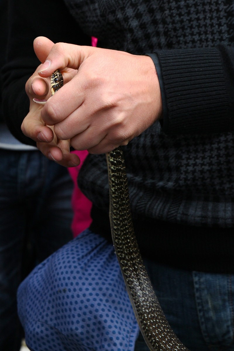 The fatal bite of a snake ...!