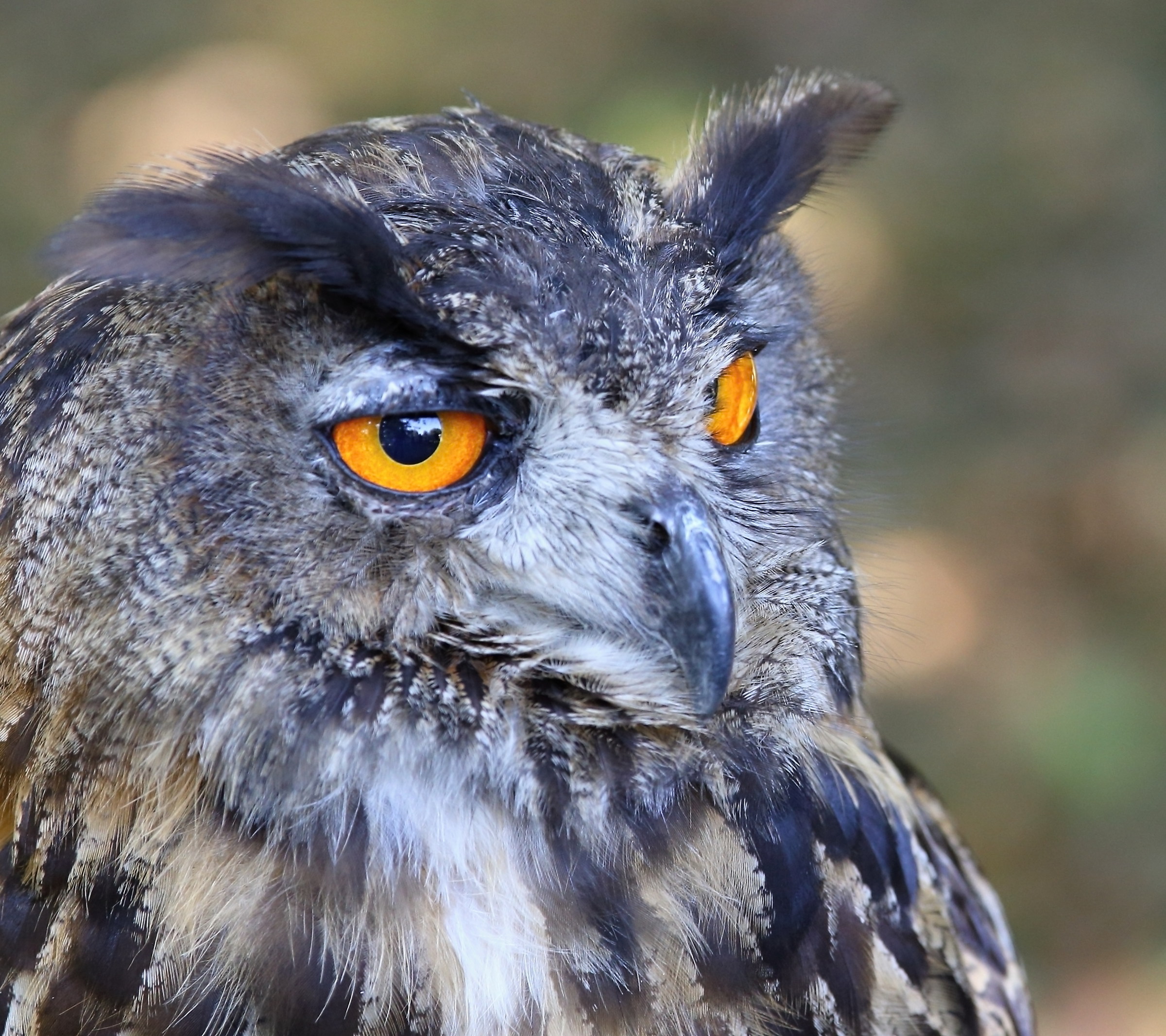 Eagle owl II