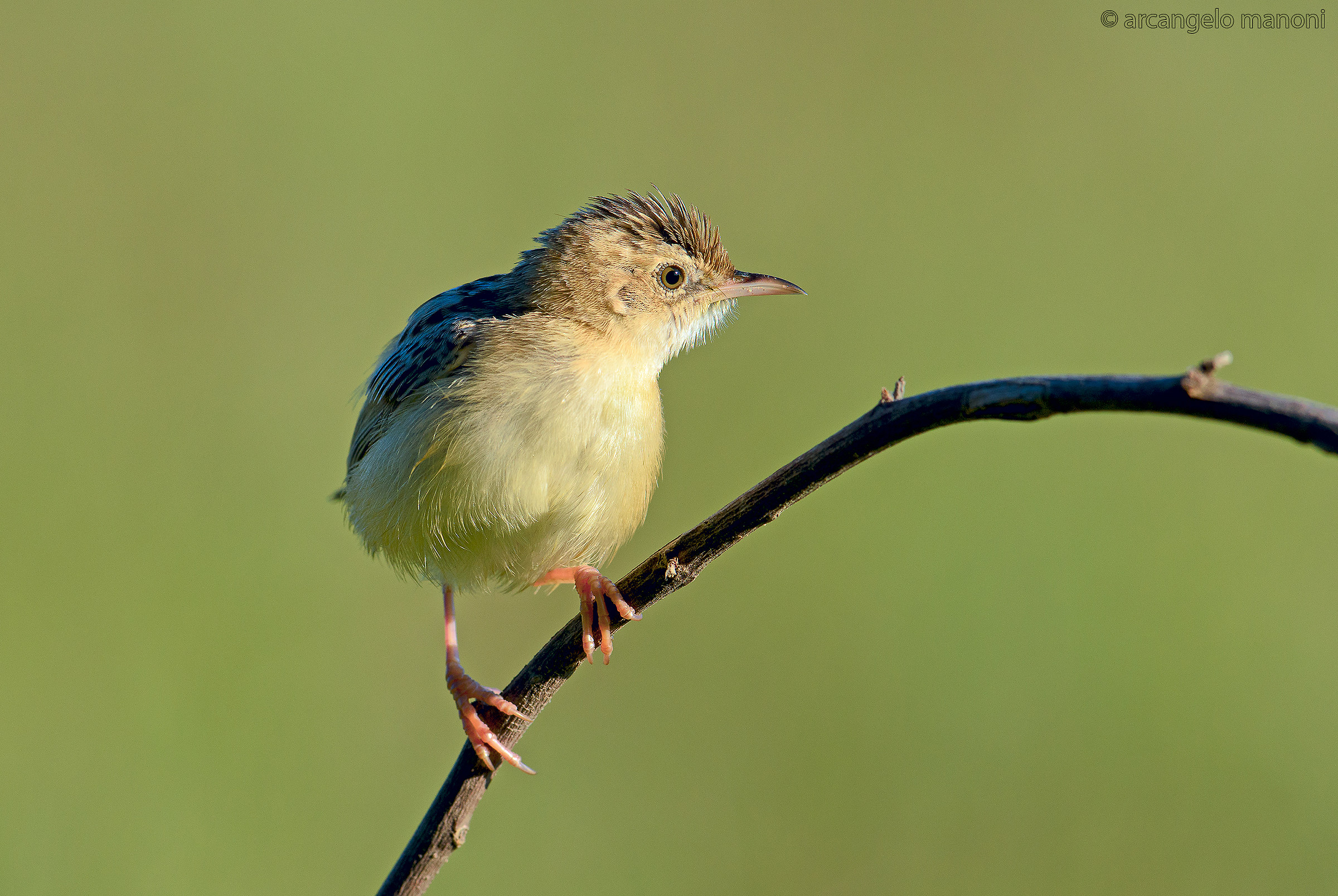 The elf gets the early hours of the morning