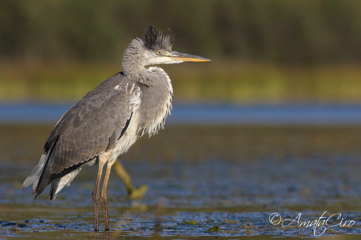 Finalmente da vicino