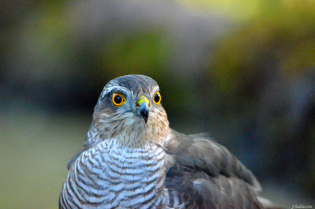 sparrowhawk