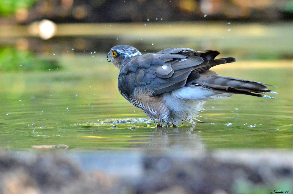 sparrowhawk all'abbeverata